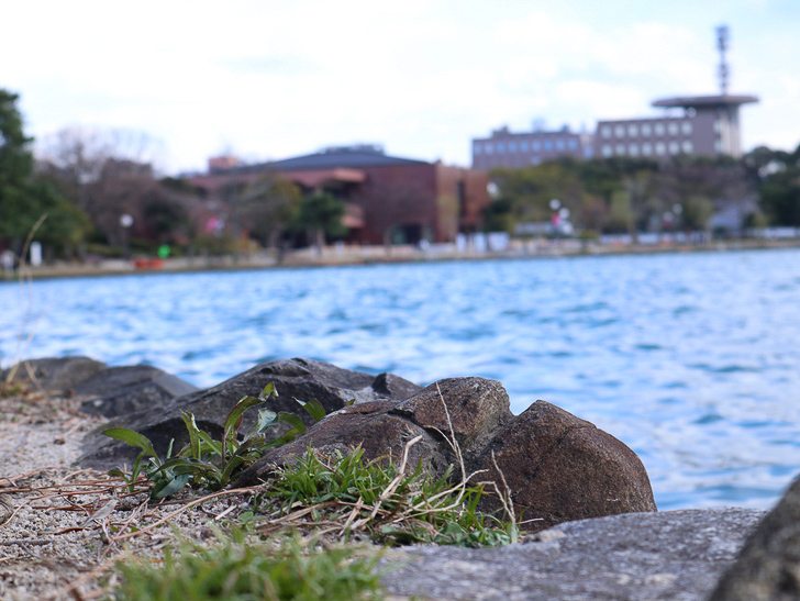 大きな池越しの都会「大濠公園」をまったり散歩：地面、池、ビル