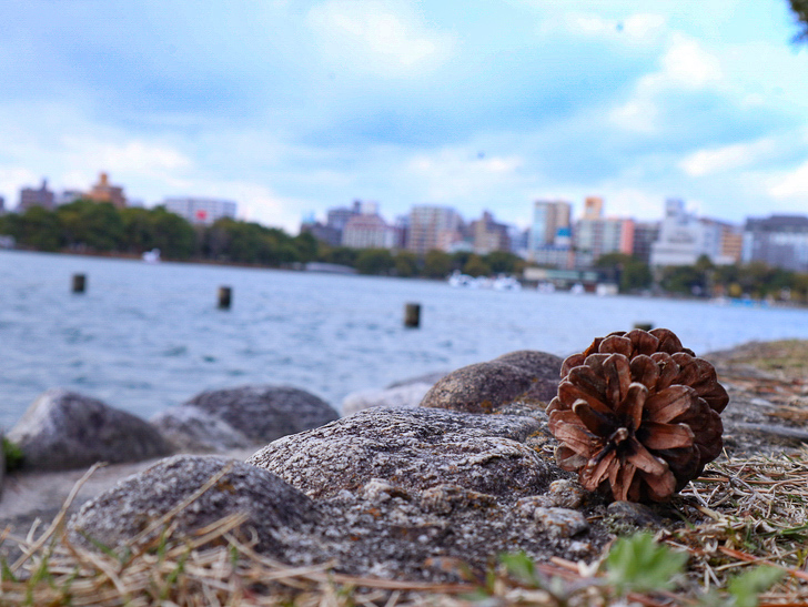 大きな池越しの都会「大濠公園」をまったり散歩：松ぼっくりと池