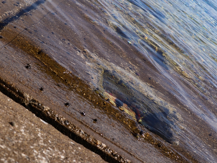 「西鉄新宮駅～相島渡船新宮待合所」までの徒歩ルートが絶景だった：水がキレイ