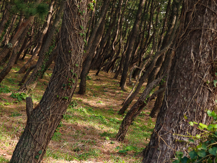 「西鉄新宮駅～相島渡船新宮待合所」までの徒歩ルートが絶景だった：「森の中」に居るよう