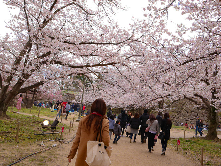 舞鶴公園の桜
