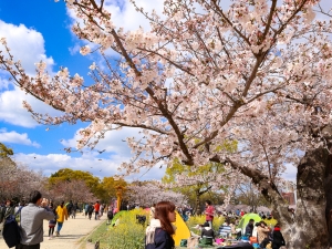 【舞鶴公園・大濠公園】散歩ついでに桜とお城を堪能