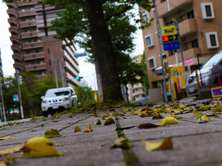 【南区大楠2丁目】静かな並木道をゆったり散歩：地面と落ち葉