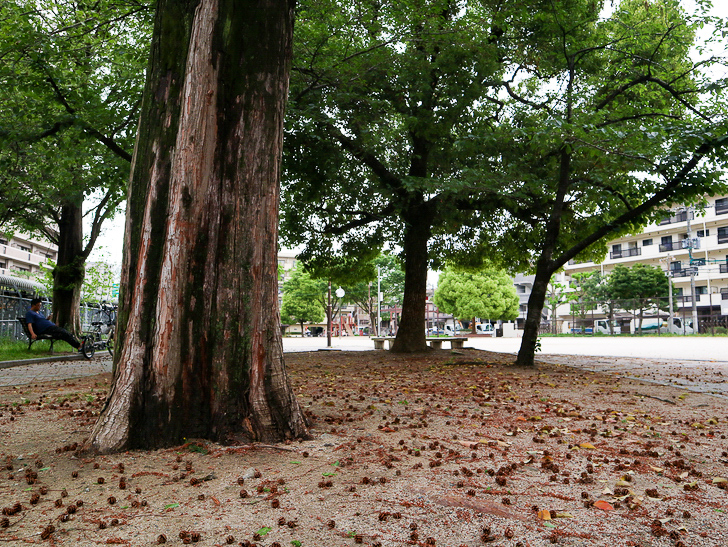 【南区大楠2丁目】静かな並木道をゆったり散歩：堀川公園：大きな木
