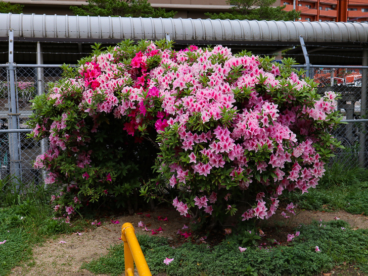 【南区大楠2丁目】静かな並木道をゆったり散歩：堀川公園：何やら怪しいトンネルがありました