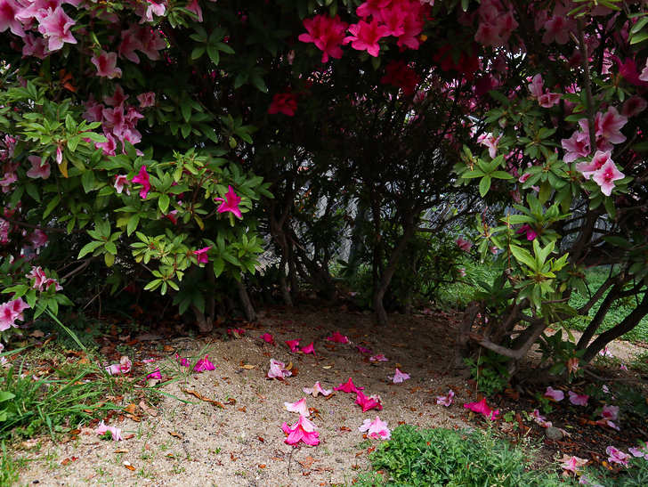 【南区大楠2丁目】静かな並木道をゆったり散歩：堀川公園：怪しいトンネル