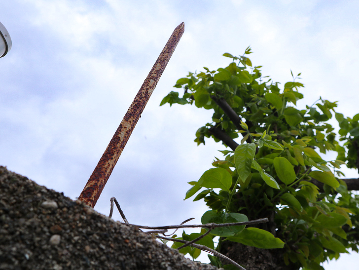 【南区大楠2丁目】静かな並木道をゆったり散歩：鋭利な奴