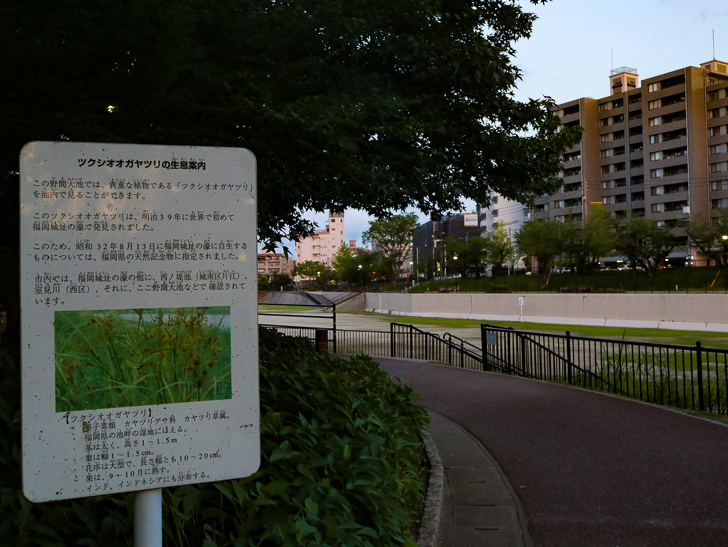 ツクシオオガヤツリの生息案内