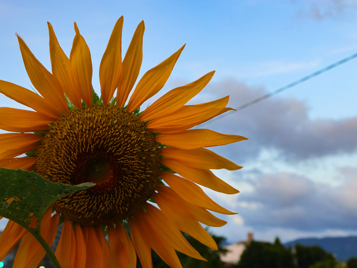 ひまわりと青空