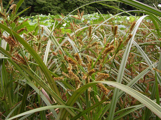 ツクシオオガヤツリ