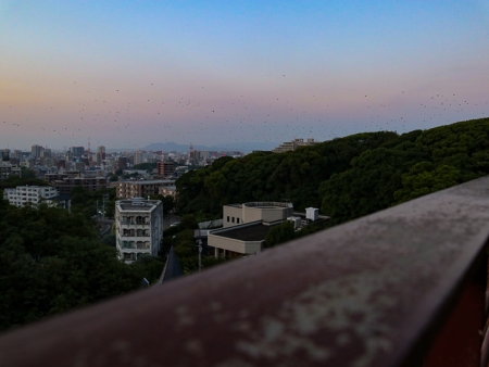 【輝国1丁目・桜坂】夕暮れ時、「南公園西展望台」からの景色を楽しんできた