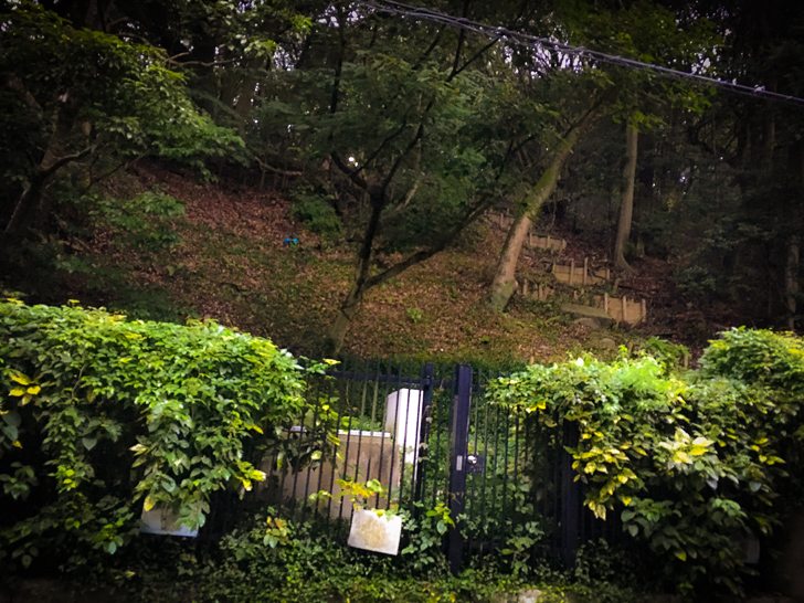 左を向くと森っぽくなってる