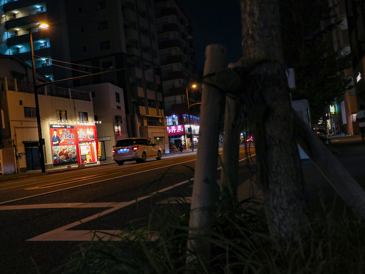 街路樹と「とり唐亭」