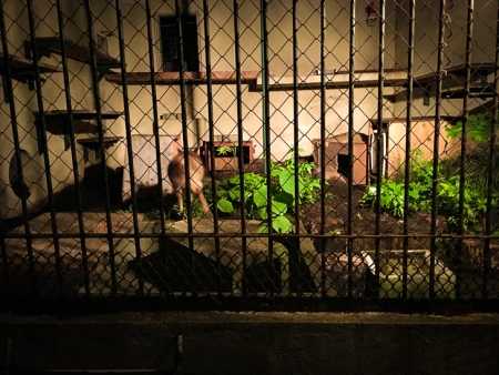 夜の動物たちを観察できる夏限定イベント「夜の動植物園」に行ってきた（福岡散歩サークル）