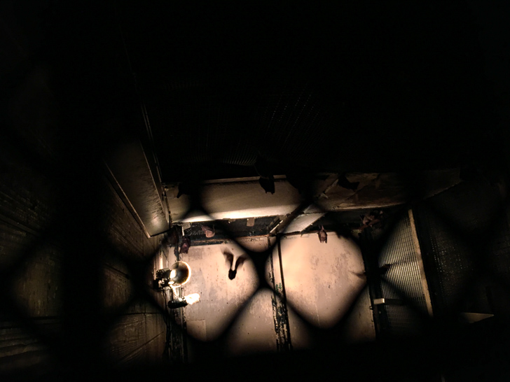 デマレルーセットオオコウモリ