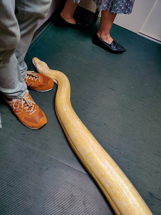 蛇と一緒にエレベーターに乗る