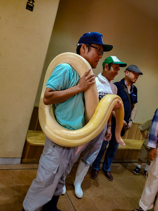 ビルマニシキヘビ