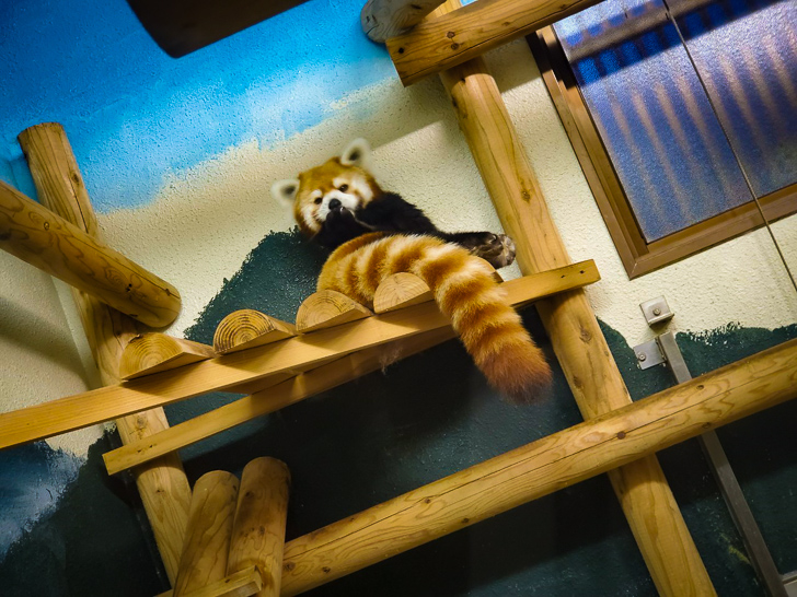 シセンレッサーパンダ