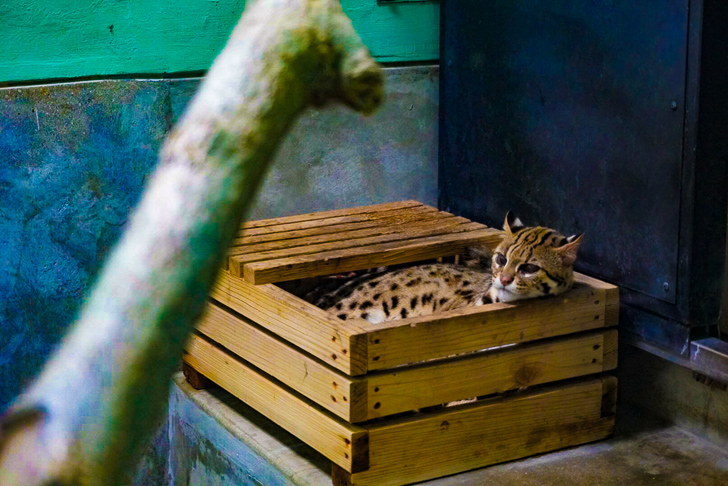 ベンガルヤマネコ