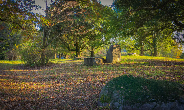 少し神秘的な林