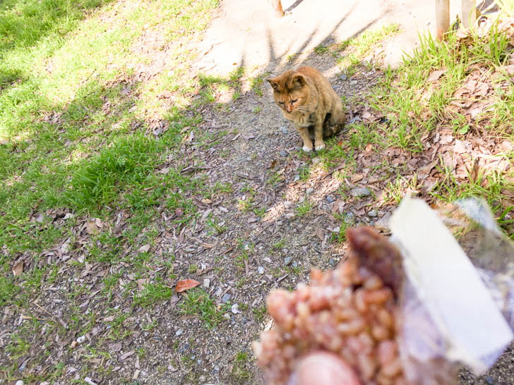 猫が欲しそうにしていたけど与えなかった