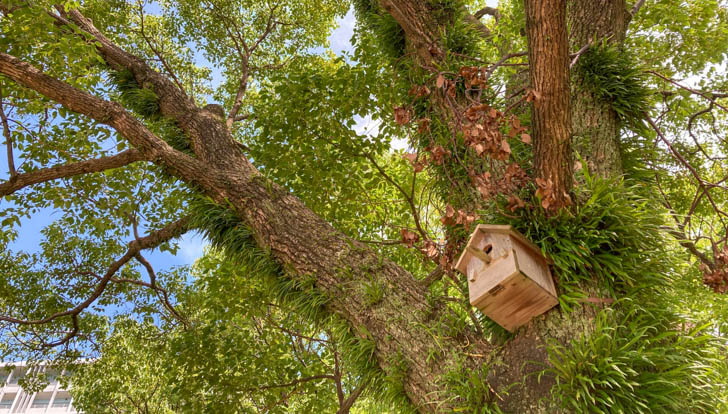 鳥の巣箱が多数設置されている