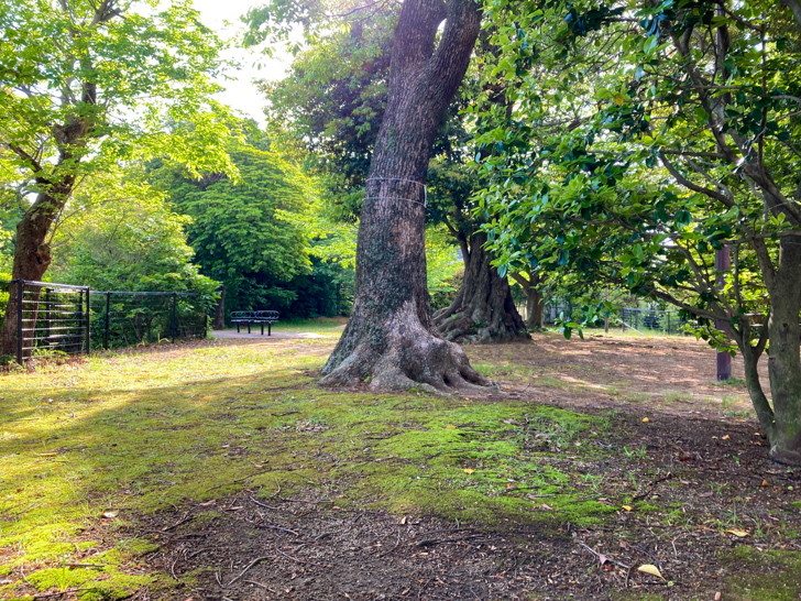 太く大きい木が目立つ