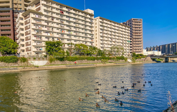 【南区、大楠1丁目／清水2丁目】「みのしまぜき」の川辺の景色が最高だった 鴨？がたくさん浮いている