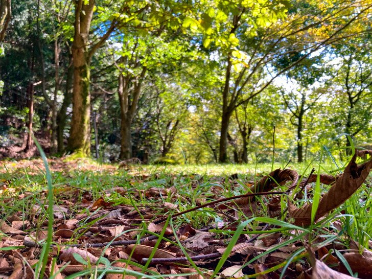 【朝倉郡】「夜須高原 展望広場」を散歩。森の中にある、少し廃墟っぽい展望台 落ち葉が美しい