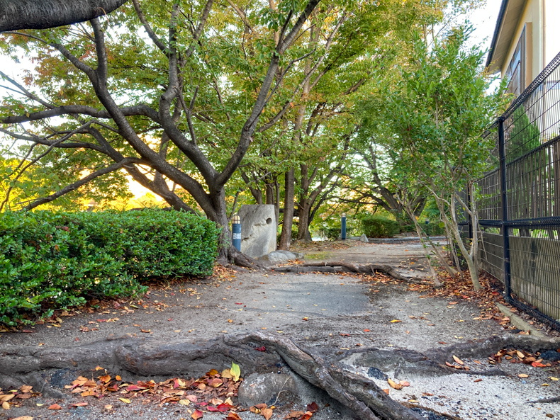 【清水2丁目 part4】那珂川沿いにある、謎のくり抜かれた石 木の根っこが盛り上がっている