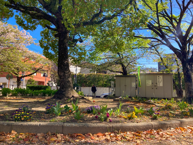【南区大楠】「磐瀬（いわせ）公園」住宅街の小さな公園 花壇と樹木